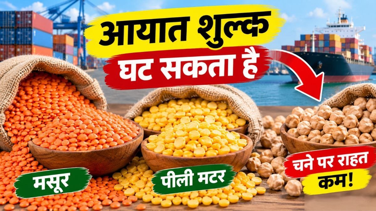 मसूर पीली मटर और चने पर आयात शुल्क में संभावित बदलाव