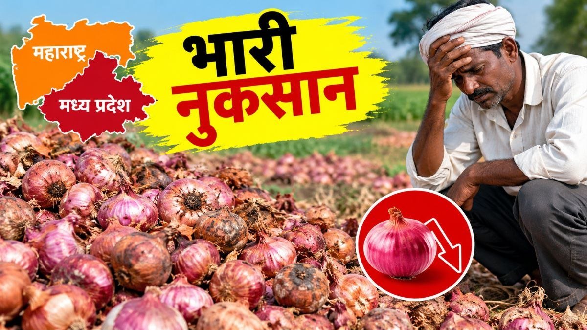 महाराष्ट्र और मध्य प्रदेश में प्याज की बर्बादी से किसानों को ₹2,711 करोड़ का नुकसान