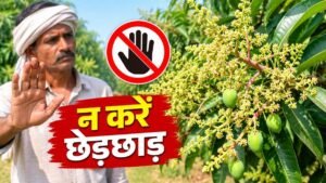 अक्टूबर से दिसंबर तक आम के बाग की देखभाल और मंजर के लिए जरूरी प्रबंधन