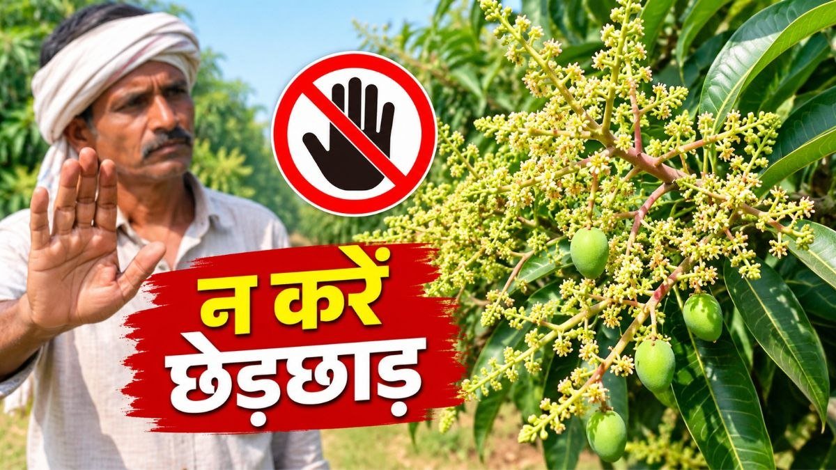 अक्टूबर से दिसंबर तक आम के बाग की देखभाल और मंजर के लिए जरूरी प्रबंधन