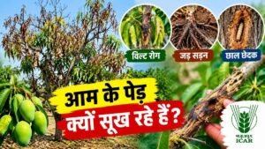 आम के पेड़ सूखने के लक्षण, विल्ट रोग, जड़ सड़न और छाल छेदक से प्रभावित आम का बाग
