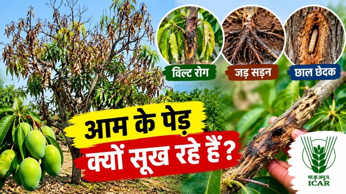 आम के पेड़ सूखने के लक्षण, विल्ट रोग, जड़ सड़न और छाल छेदक से प्रभावित आम का बाग