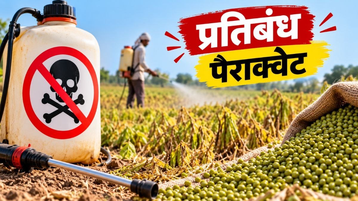 मध्य प्रदेश में मूंग सुखाने के लिए पैराक्वेट डाइक्लोराइड पर प्रतिबंध