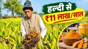 गुजरात के किसान द्वारा प्राकृतिक हल्दी प्रसंस्करण और हल्दी उत्पाद तैयार करने की प्रक्रिया