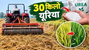 धान की पराली खेत में दबाते समय यूरिया का प्रयोग और गेहूं की फसल
