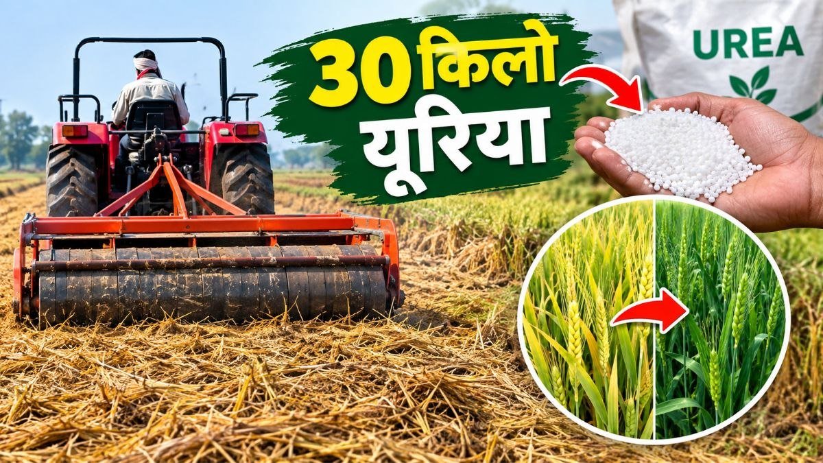 धान की पराली खेत में दबाते समय यूरिया का प्रयोग और गेहूं की फसल