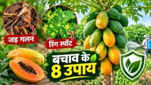 पपीते की फसल में जड़ गलन और रिंग स्पॉट वायरस के लक्षण तथा बचाव के उपाय