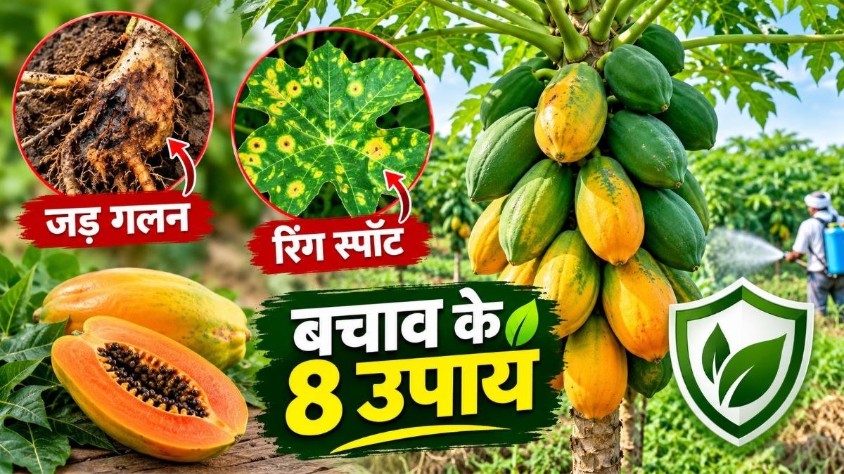 पपीते की फसल में जड़ गलन और रिंग स्पॉट वायरस के लक्षण तथा बचाव के उपाय