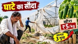पॉलीहाउस खेती में नुकसान झेलता किसान और कम कीमत पर बिकने वाला खीरा