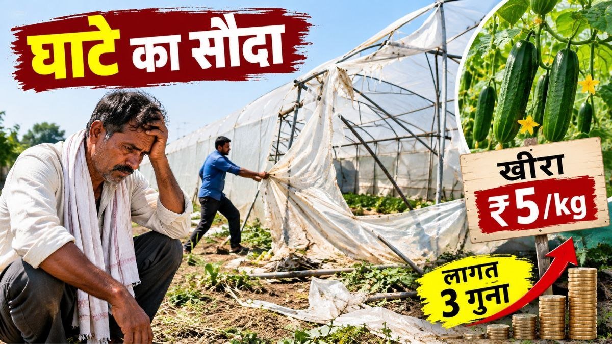 पॉलीहाउस खेती में नुकसान झेलता किसान और कम कीमत पर बिकने वाला खीरा