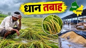 पंजाब और हरियाणा में बेमौसम बारिश और तेज हवाओं से गिरी धान की फसल