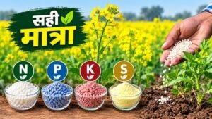 राई-सरसों की फसल में यूरिया, डीएपी, सल्फर और बोरॉन का पोषक तत्व प्रबंधन