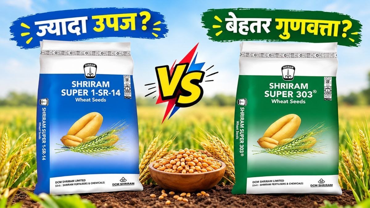 Shriram Super 303 और Shriram Super 1-SR-14 गेहूं की किस्मों की तुलना