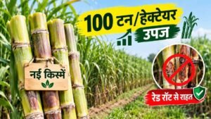 यूपी में गन्ने की 4 नई किस्में और 100 टन प्रति हेक्टेयर तक उपज