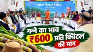 यूपी में गन्ने का भाव ₹600 प्रति क्विंटल करने की मांग के बीच गन्ने के खेत में किसान